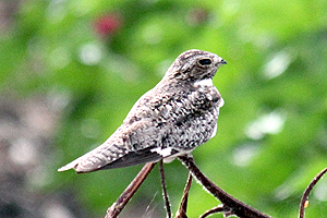 Common Nighthawk